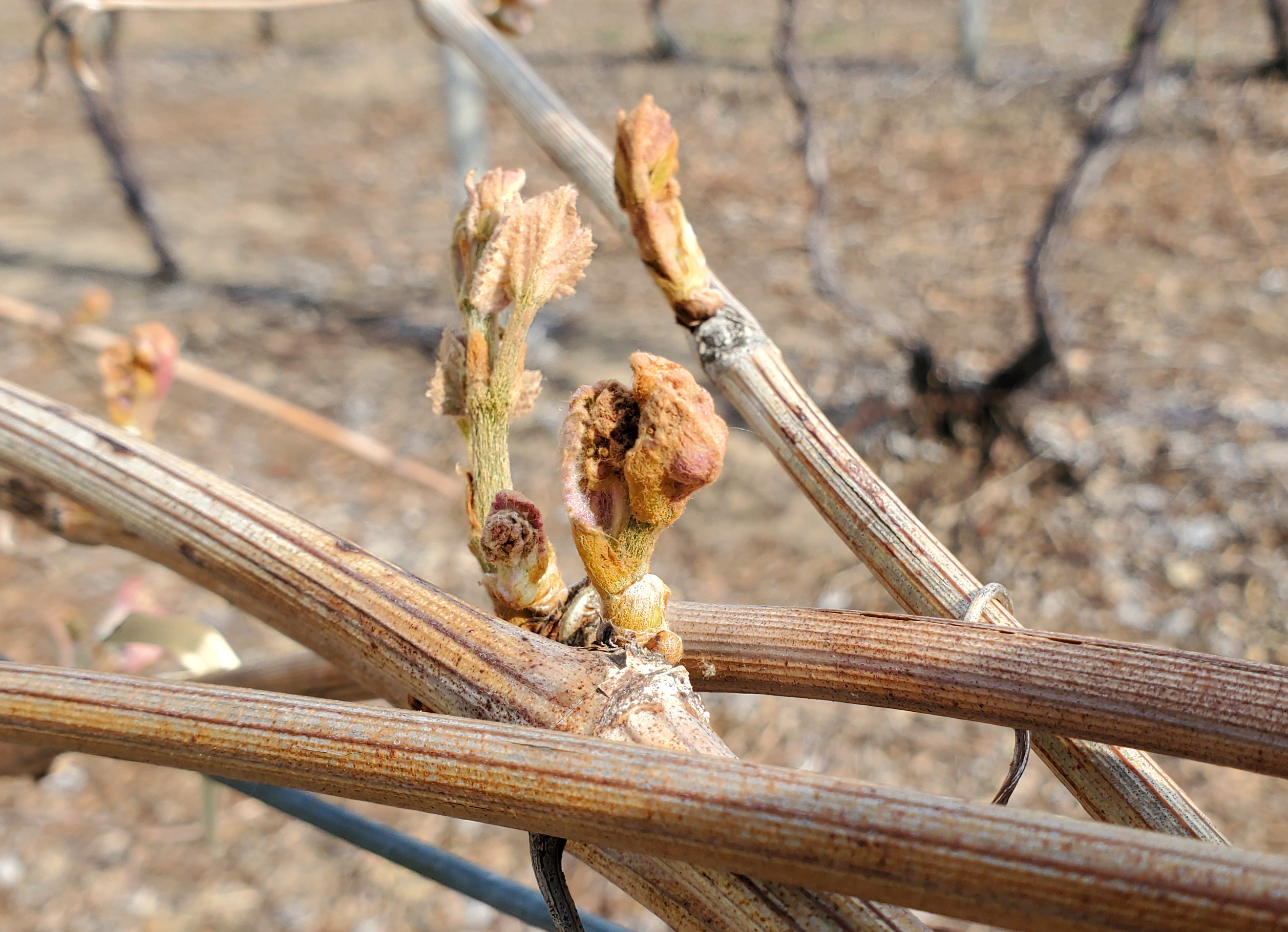 Dead Concord grapes.